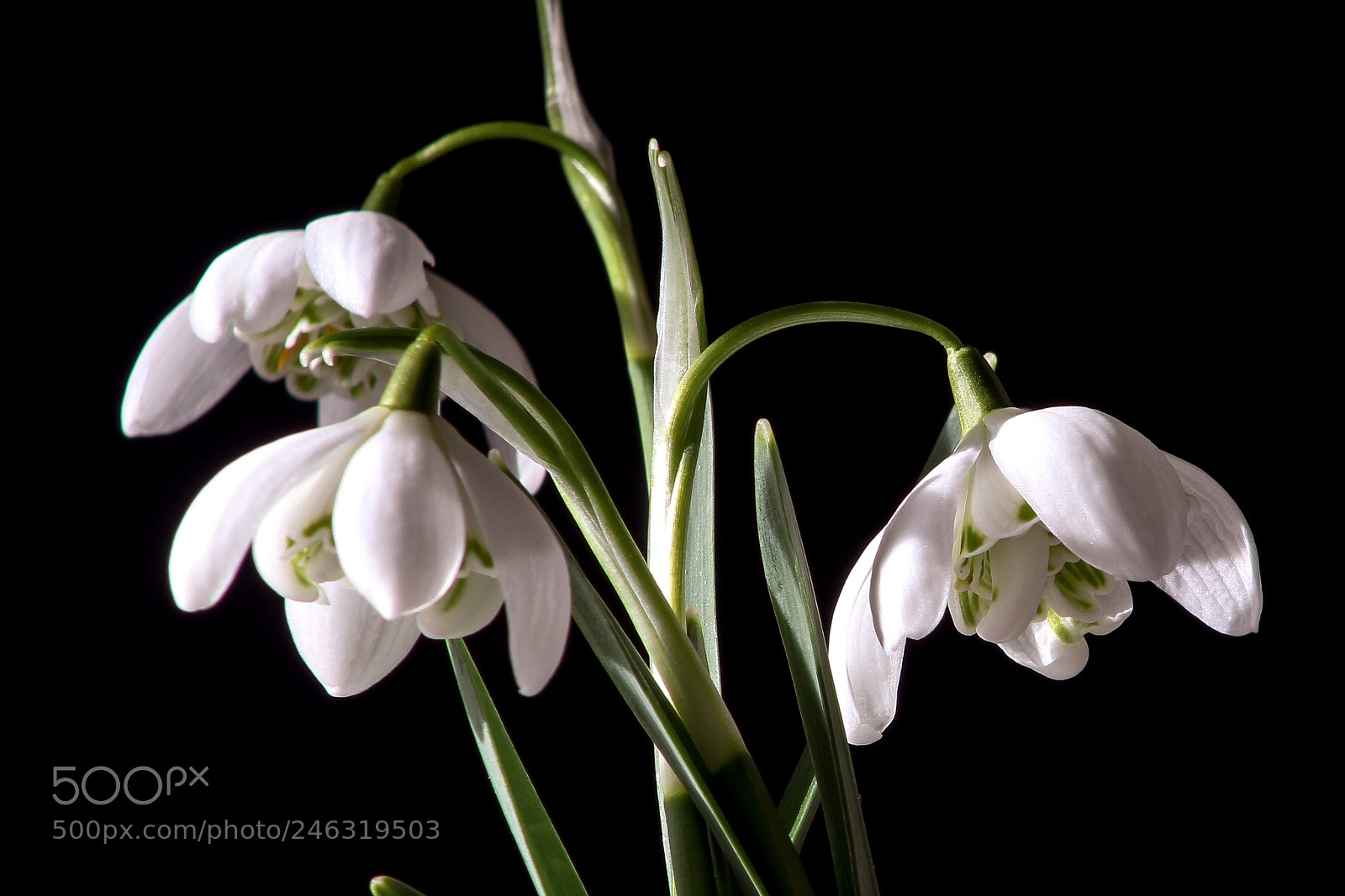 Canon EOS 1300D (EOS Rebel T6 / EOS Kiss X80) sample photo. Snowdrops  photography
