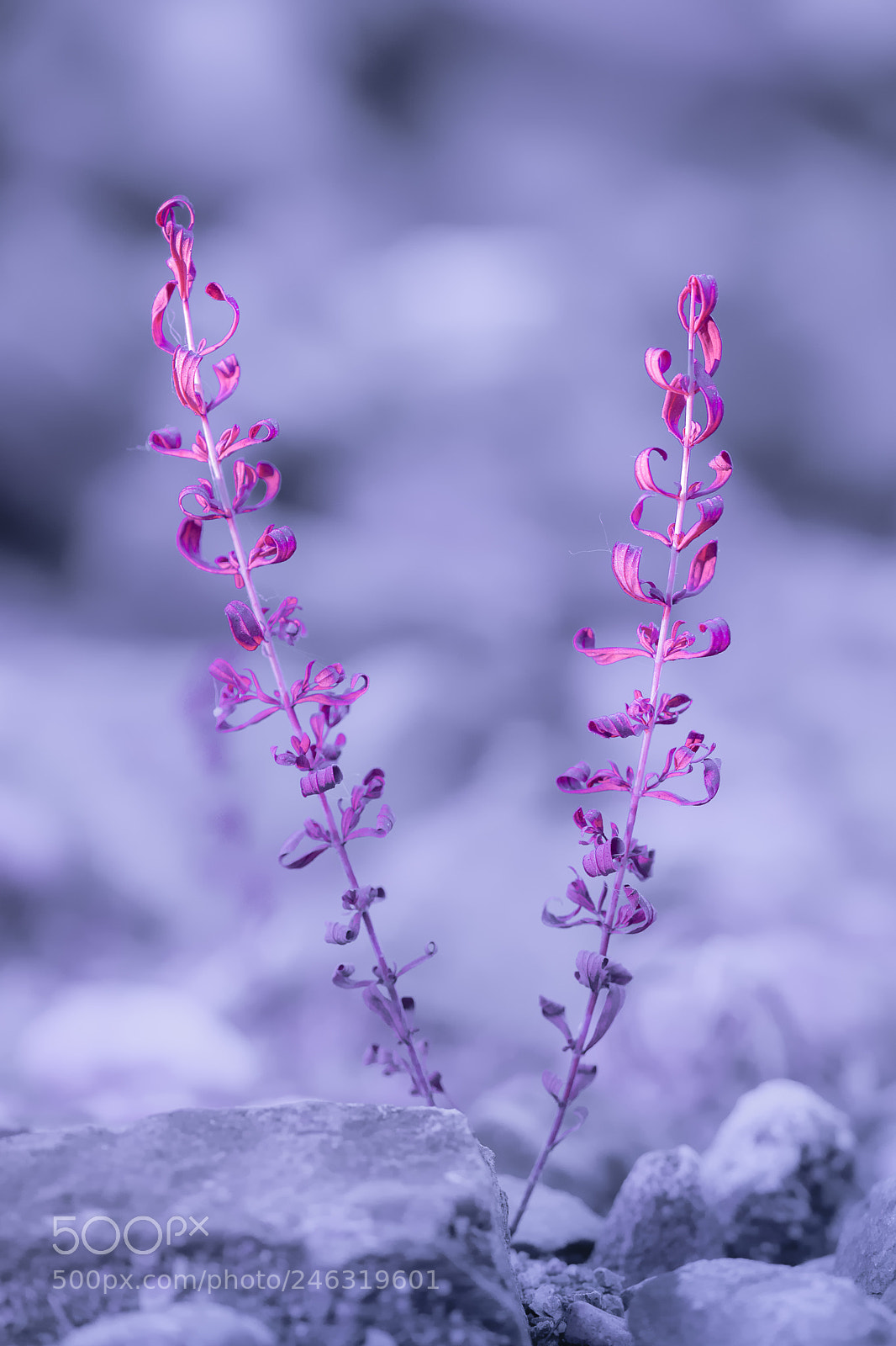 Nikon D7200 sample photo. 4.jpg photography