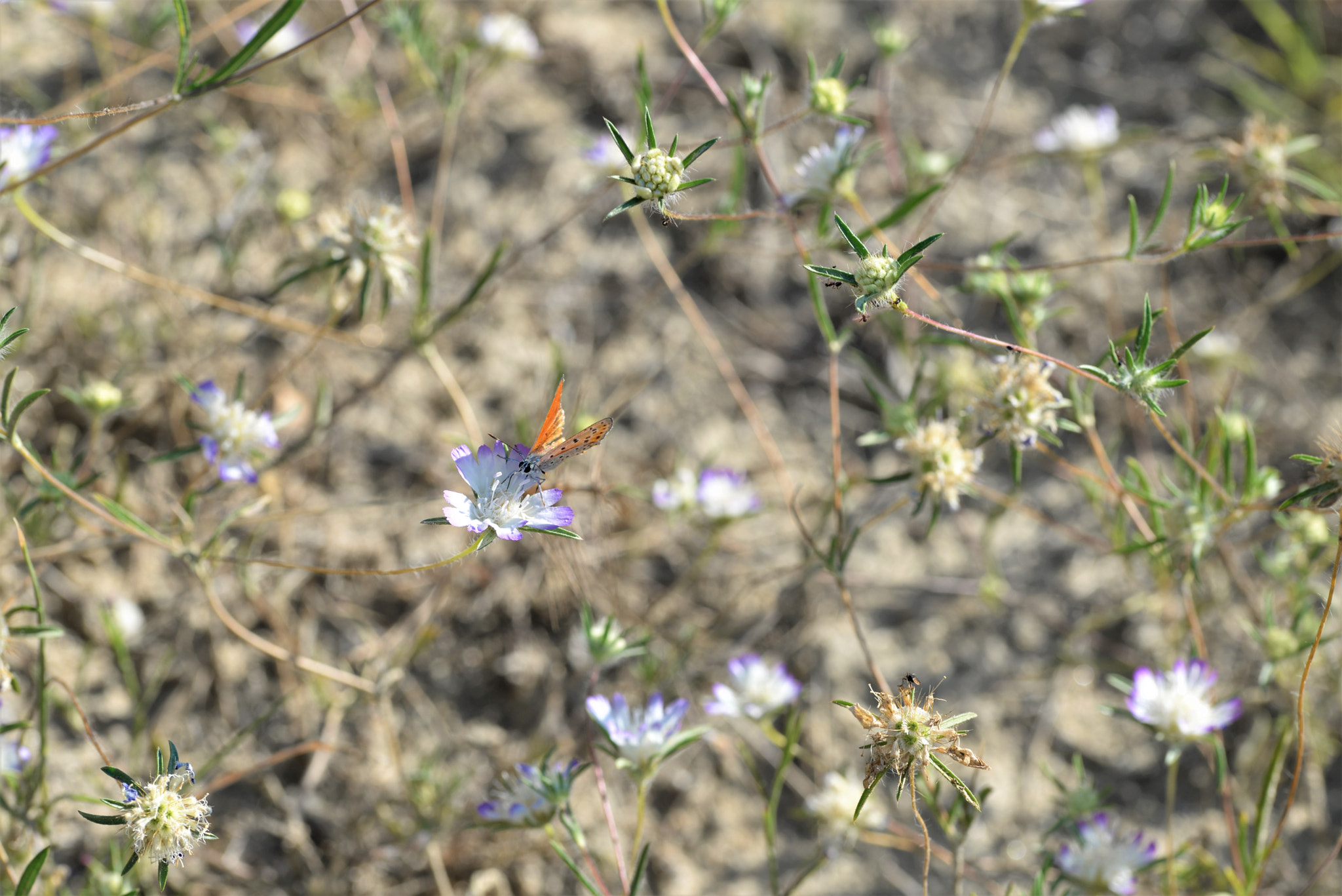 Sigma 105mm F2.8 EX DG OS HSM sample photo