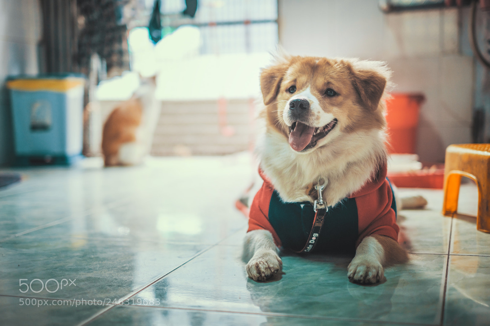 Fujifilm X-T20 sample photo. Year of dog photography