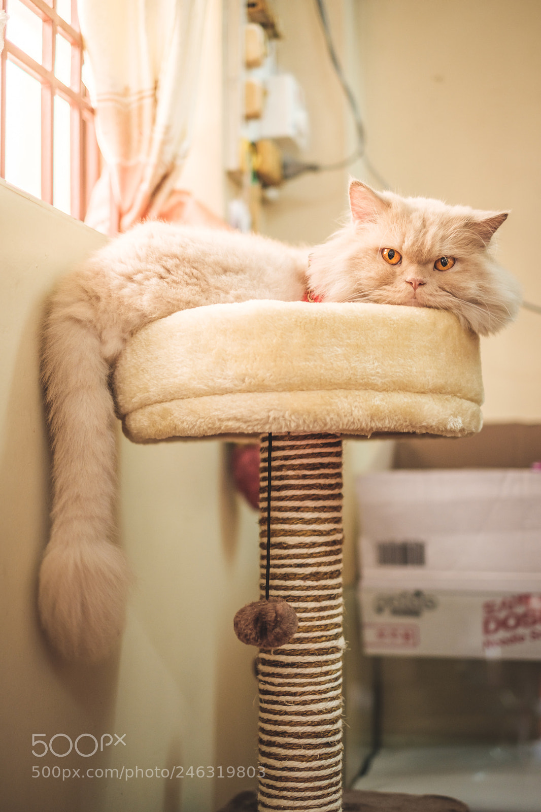 Fujifilm X-T20 sample photo. The throne photography