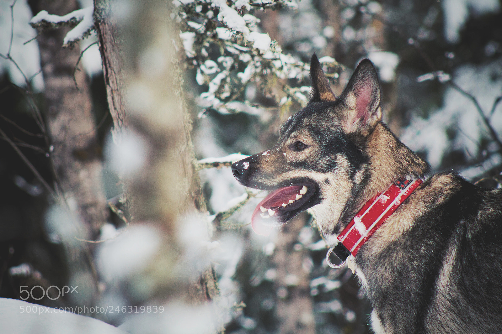 Canon EOS 7D sample photo. My wolf ? photography