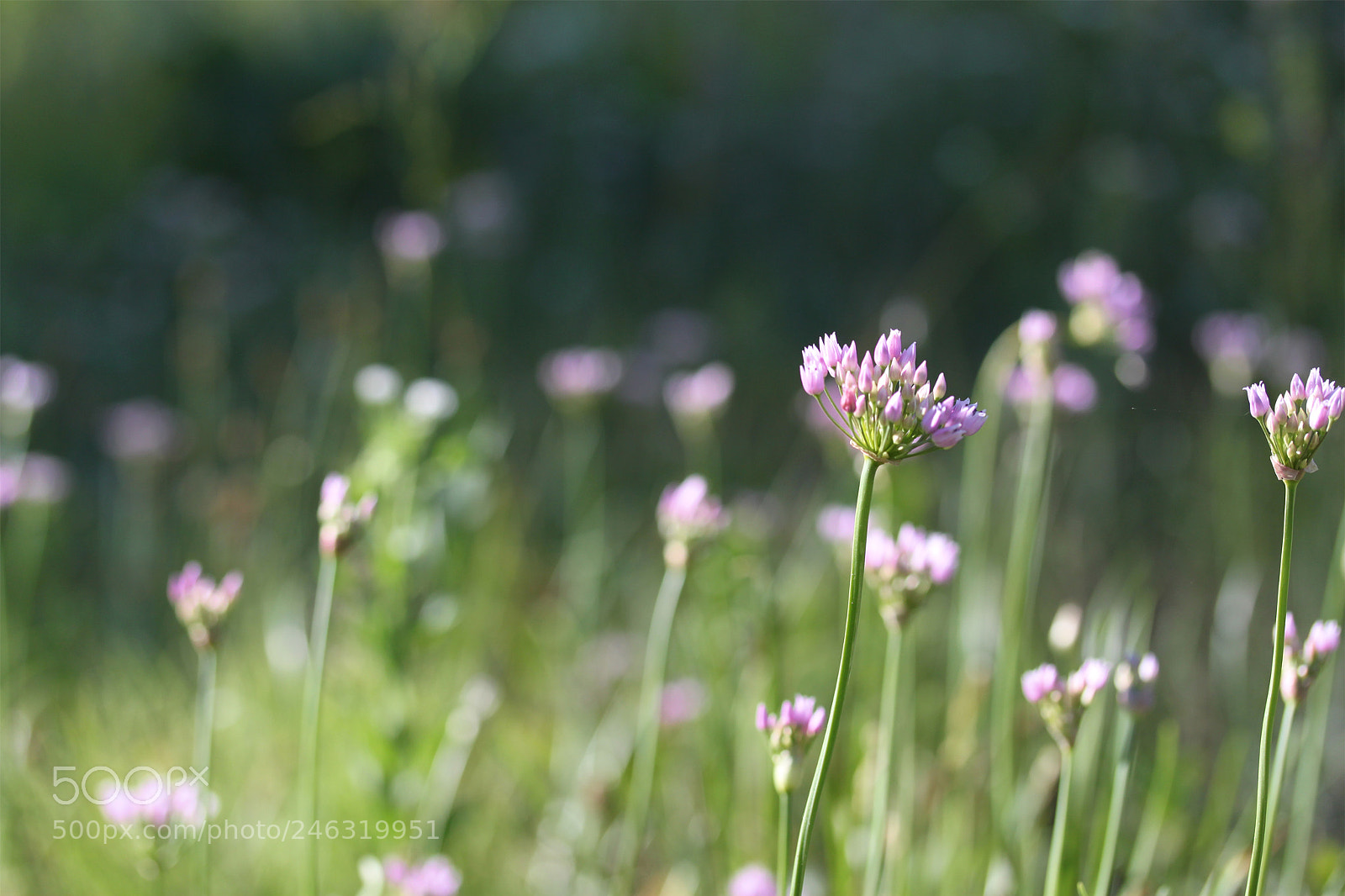 Canon EOS 500D (EOS Rebel T1i / EOS Kiss X3) sample photo. *** photography