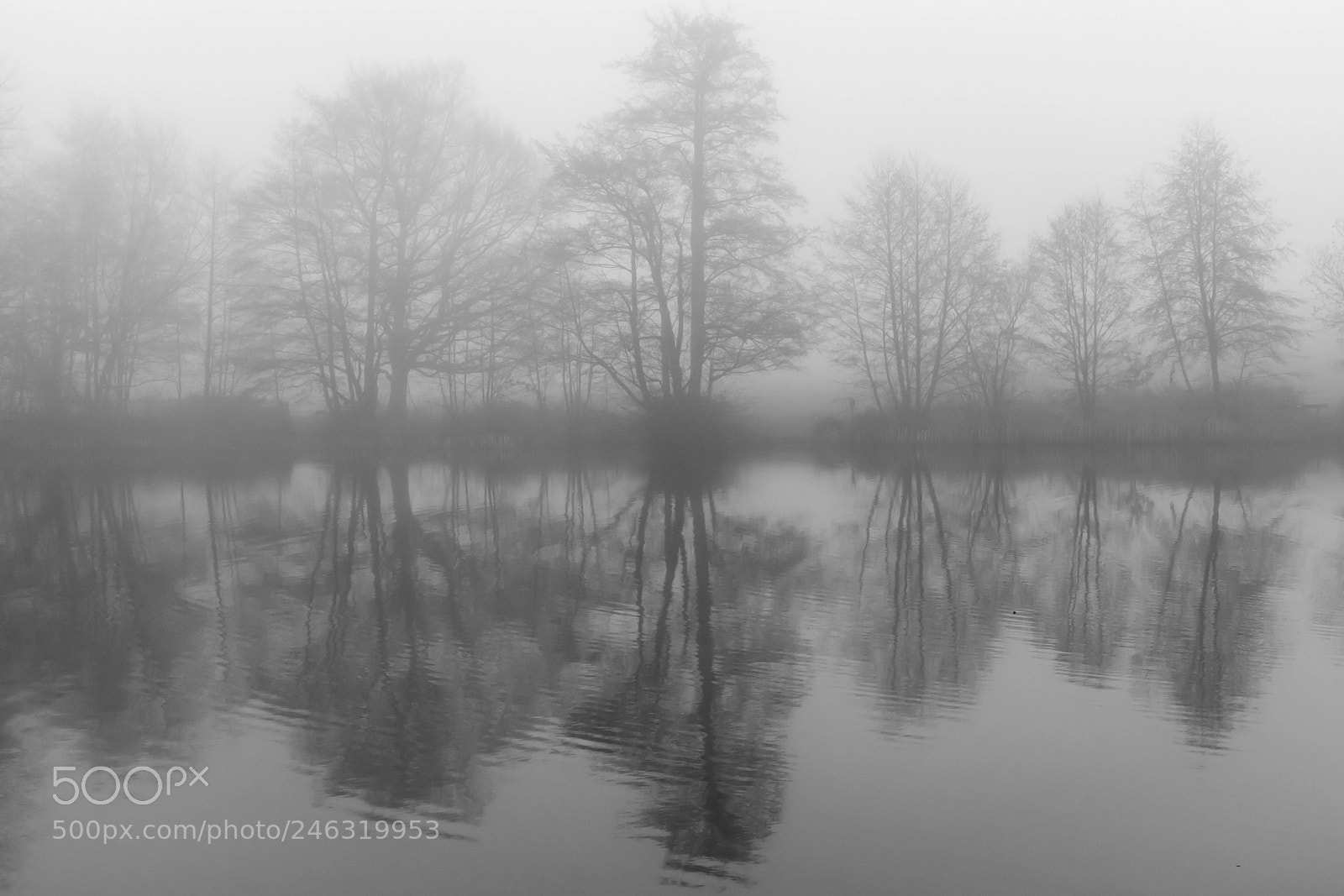 Nikon D7100 sample photo. Reflections in the fog photography