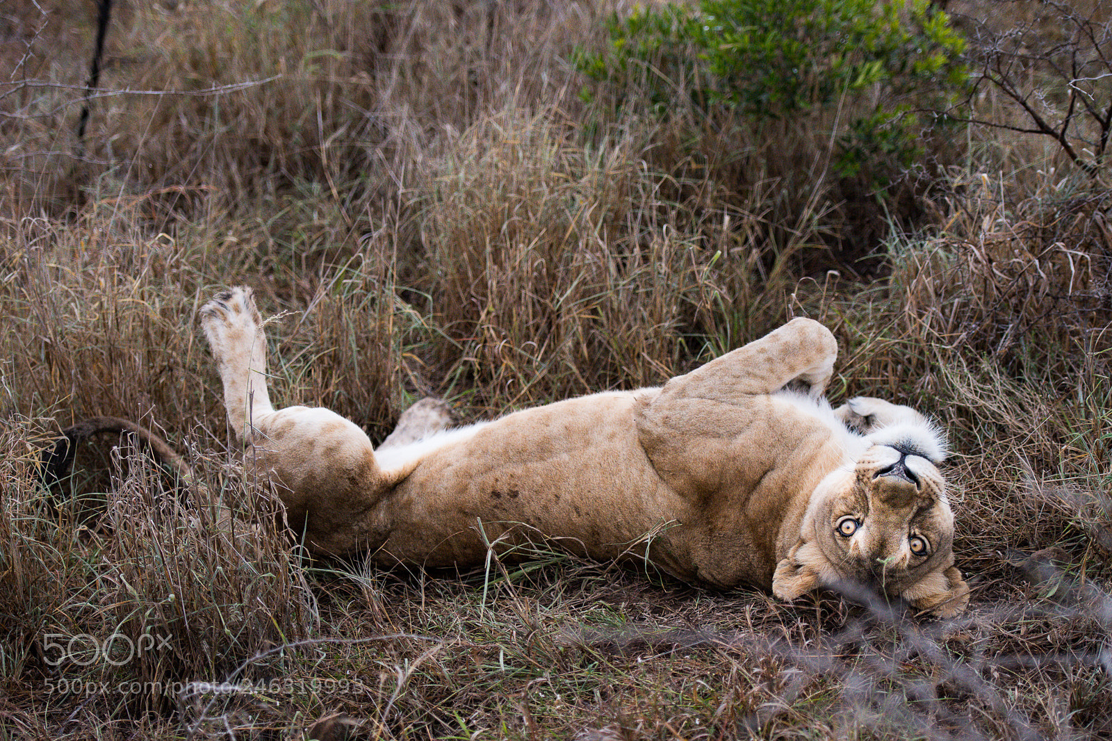Nikon D850 sample photo. Lioness photography