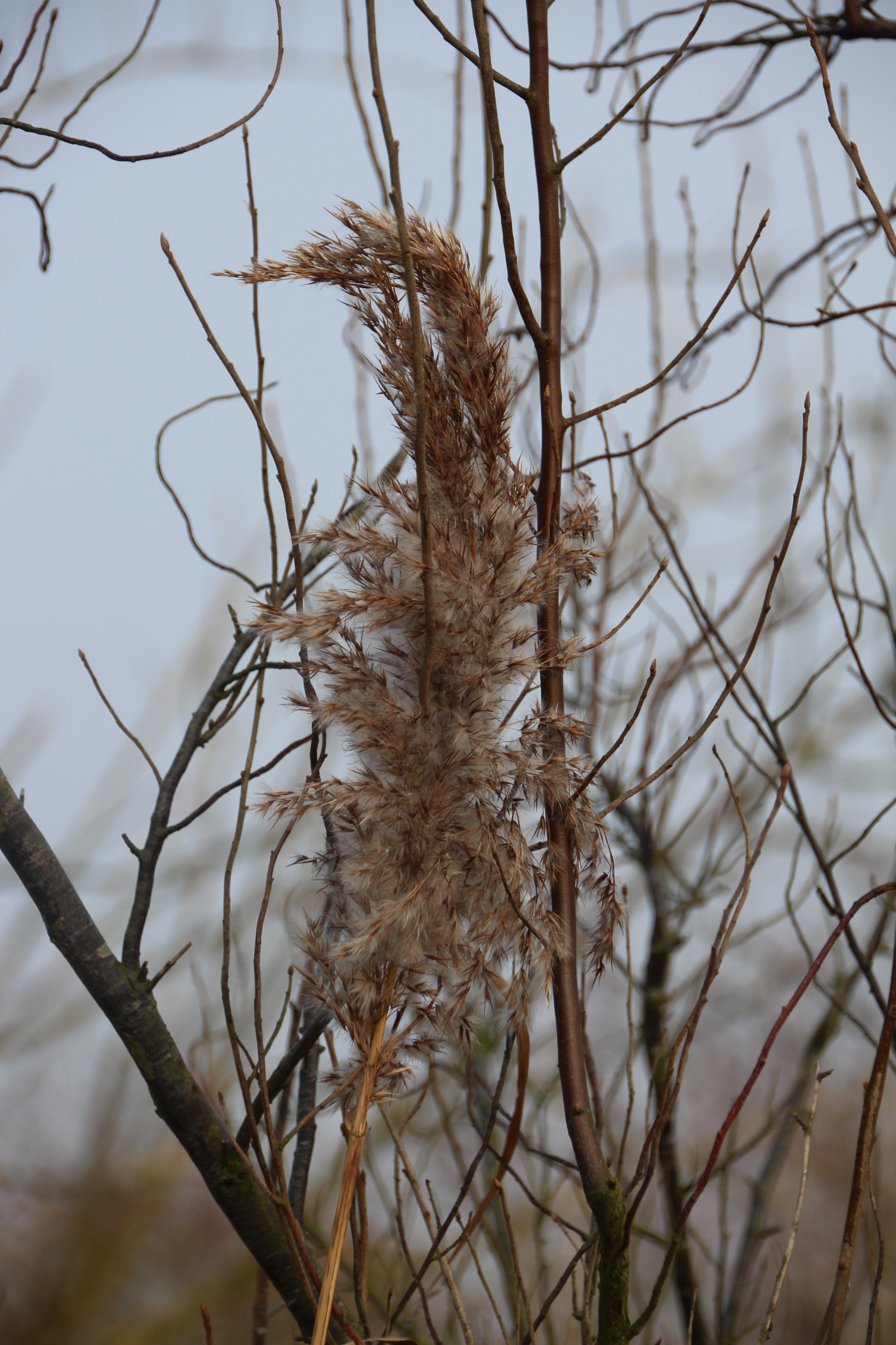 Canon EF 22-55mm f/4-5.6 USM sample photo