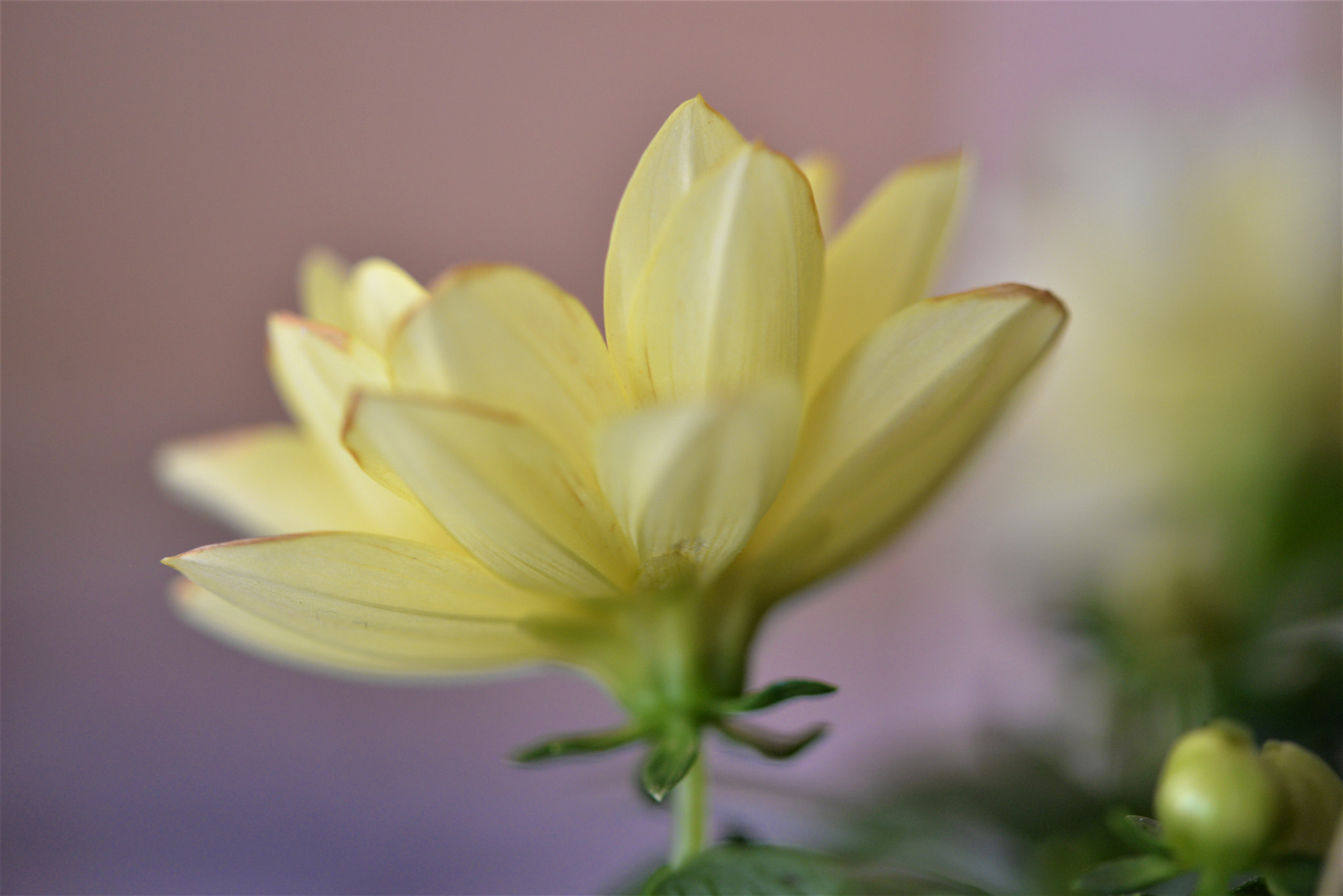Sigma 105mm F2.8 EX DG OS HSM sample photo