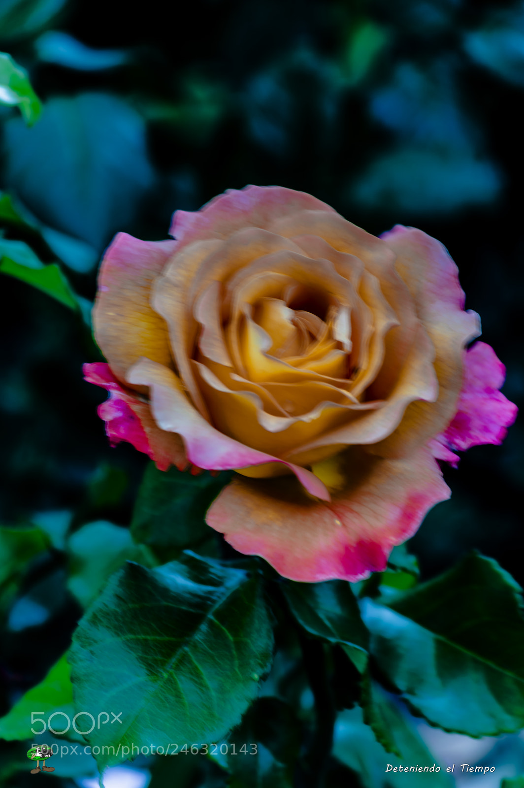 Nikon D3200 sample photo. Flores photography