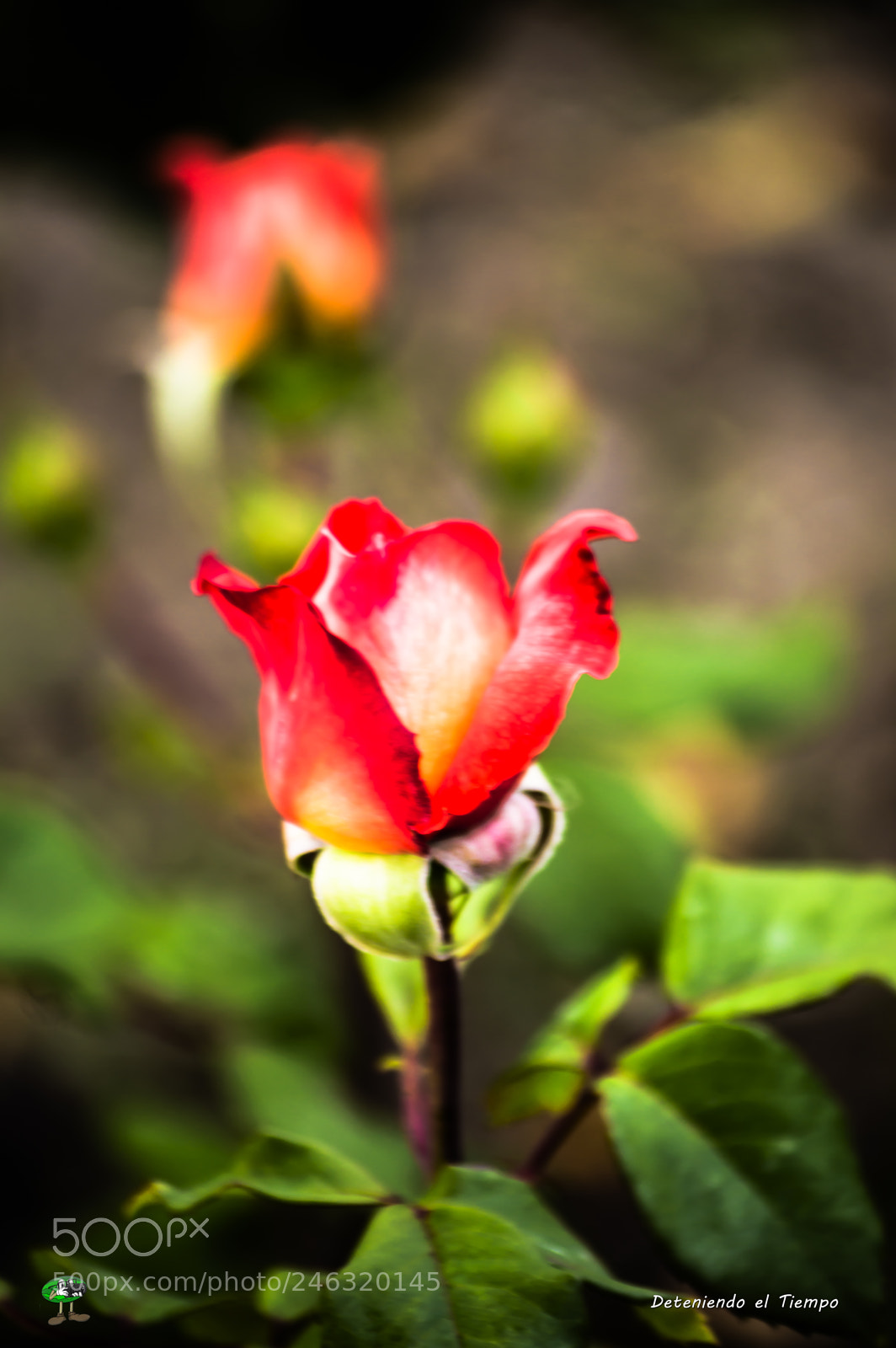 Nikon D3200 sample photo. Flores photography
