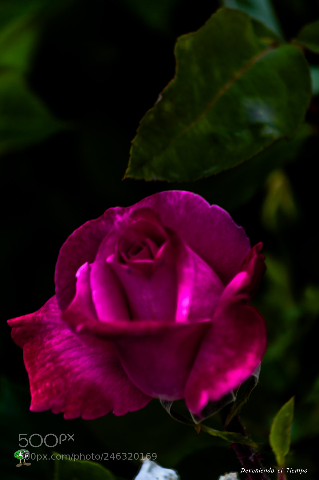 Nikon D3200 sample photo. Flores photography