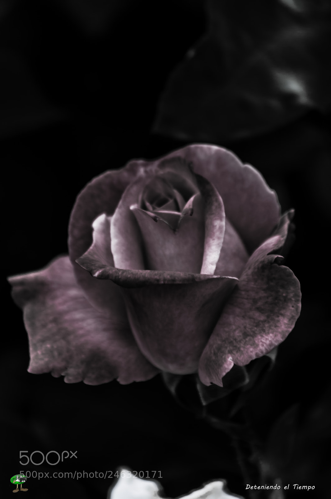 Nikon D3200 sample photo. Flores photography