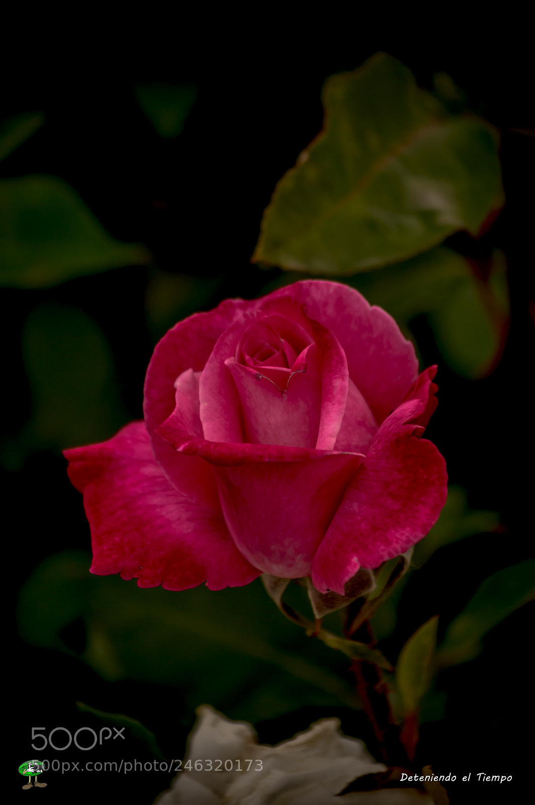 Nikon D3200 sample photo. Flores photography
