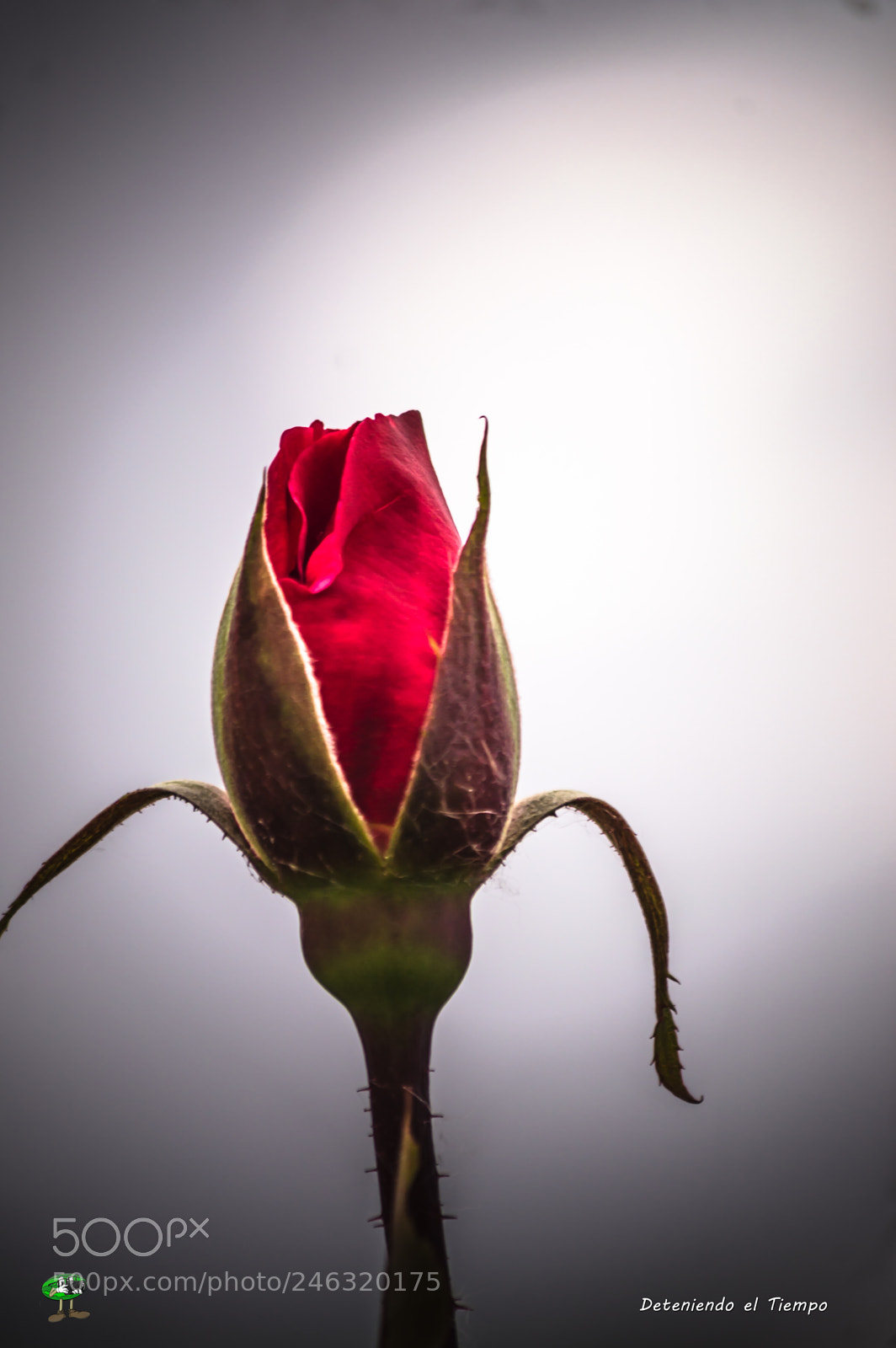 Nikon D3200 sample photo. Flores photography