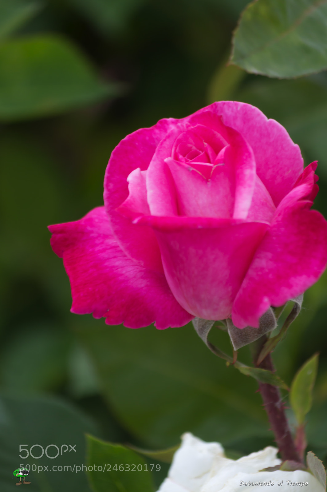 Nikon D3200 sample photo. Flores photography