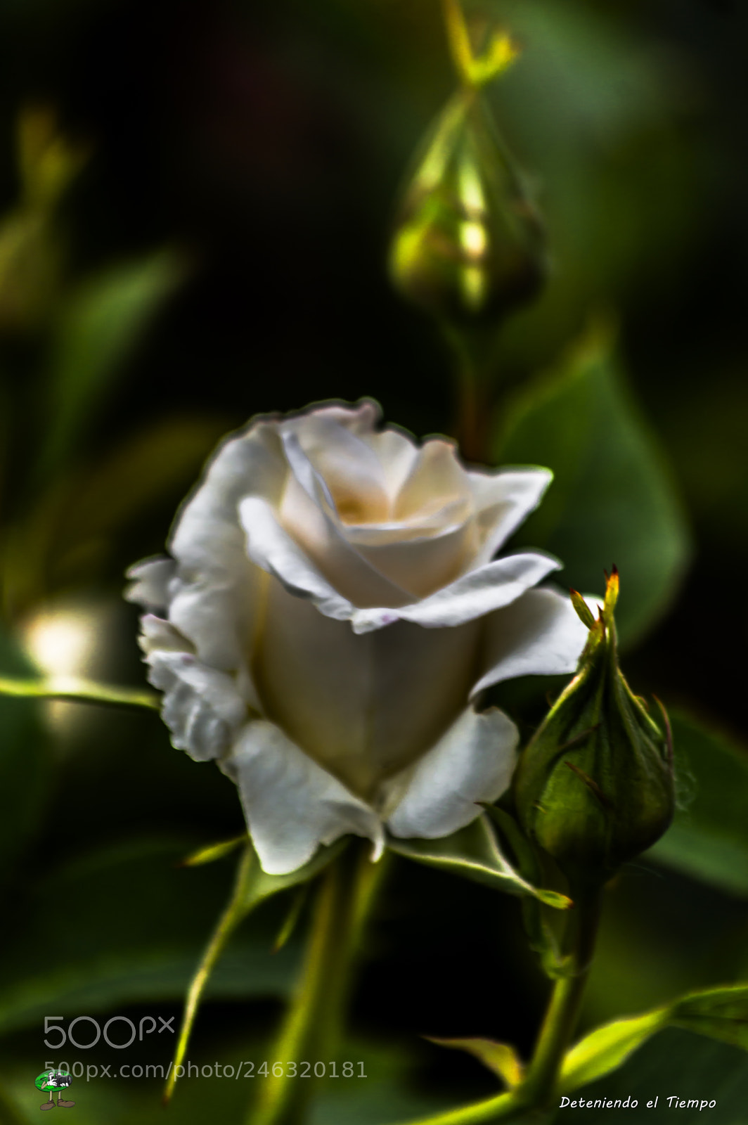 Nikon D3200 sample photo. Flores photography