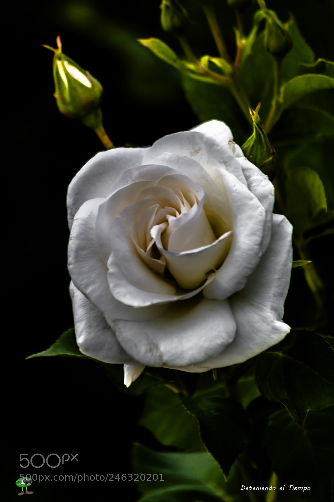Nikon D3200 sample photo. Flores photography