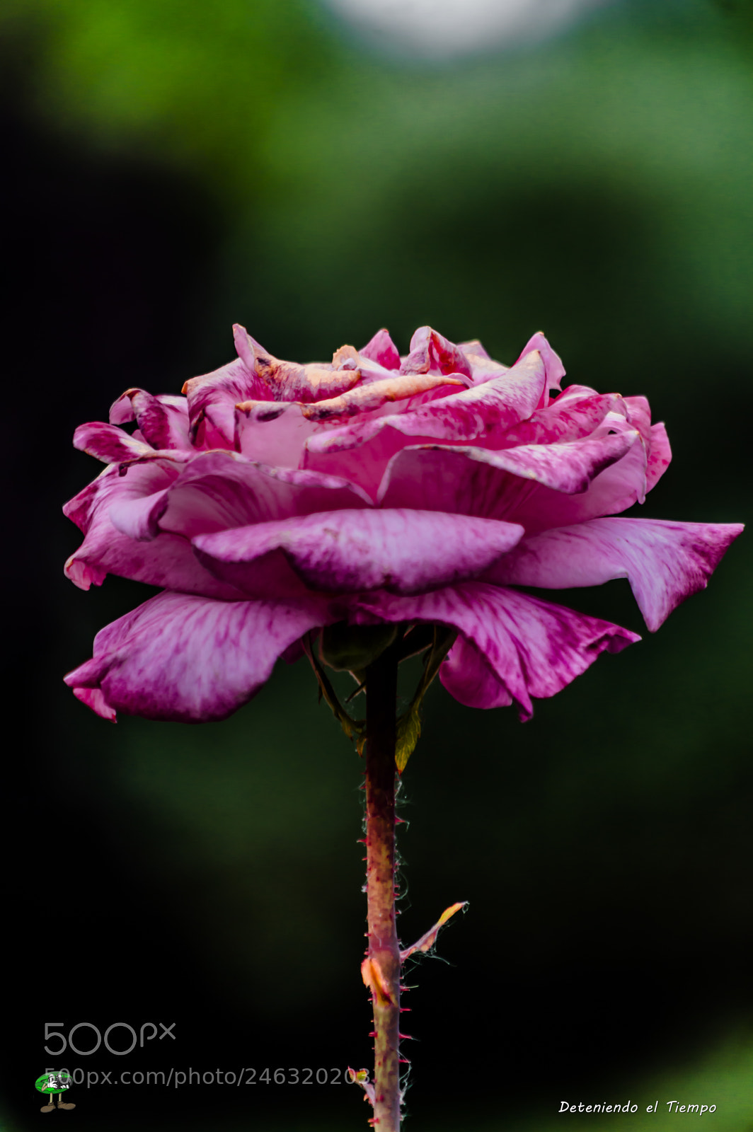 Nikon D3200 sample photo. Flores photography