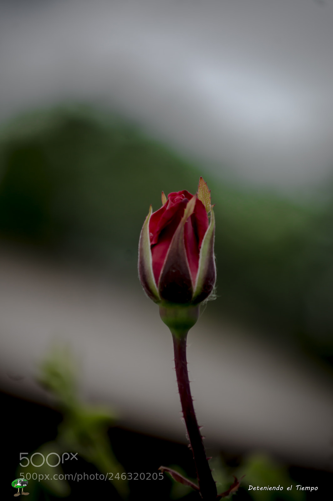 Nikon D3200 sample photo. Flores photography