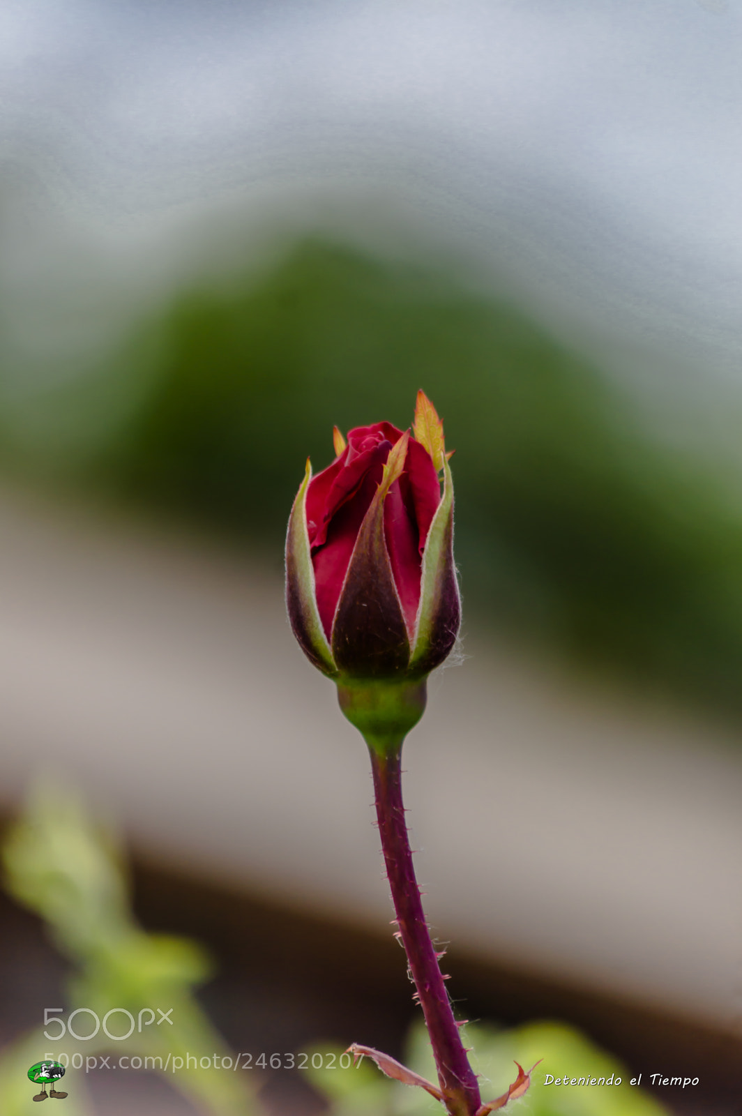 Nikon D3200 sample photo. Flores photography