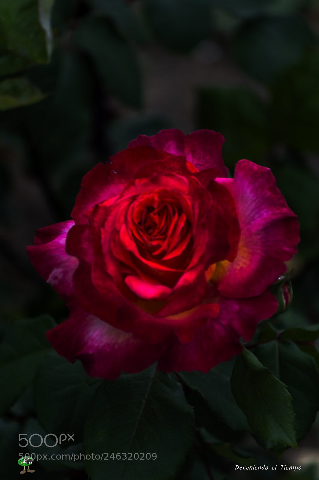 Nikon D3200 sample photo. Flores photography