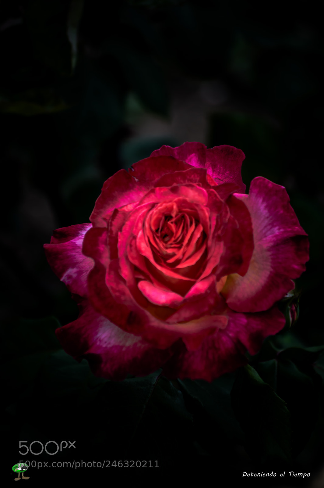Nikon D3200 sample photo. Flores photography