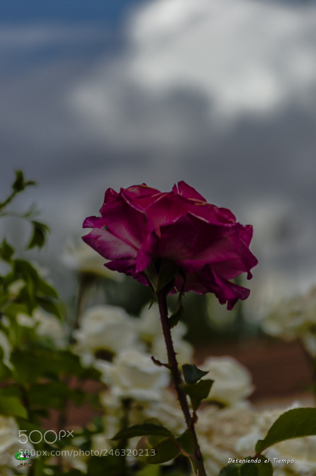 Nikon D3200 sample photo. Flores photography