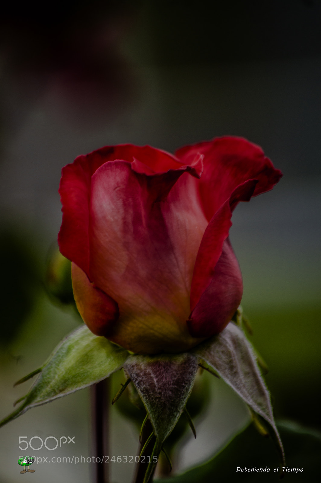 Nikon D3200 sample photo. Flores photography