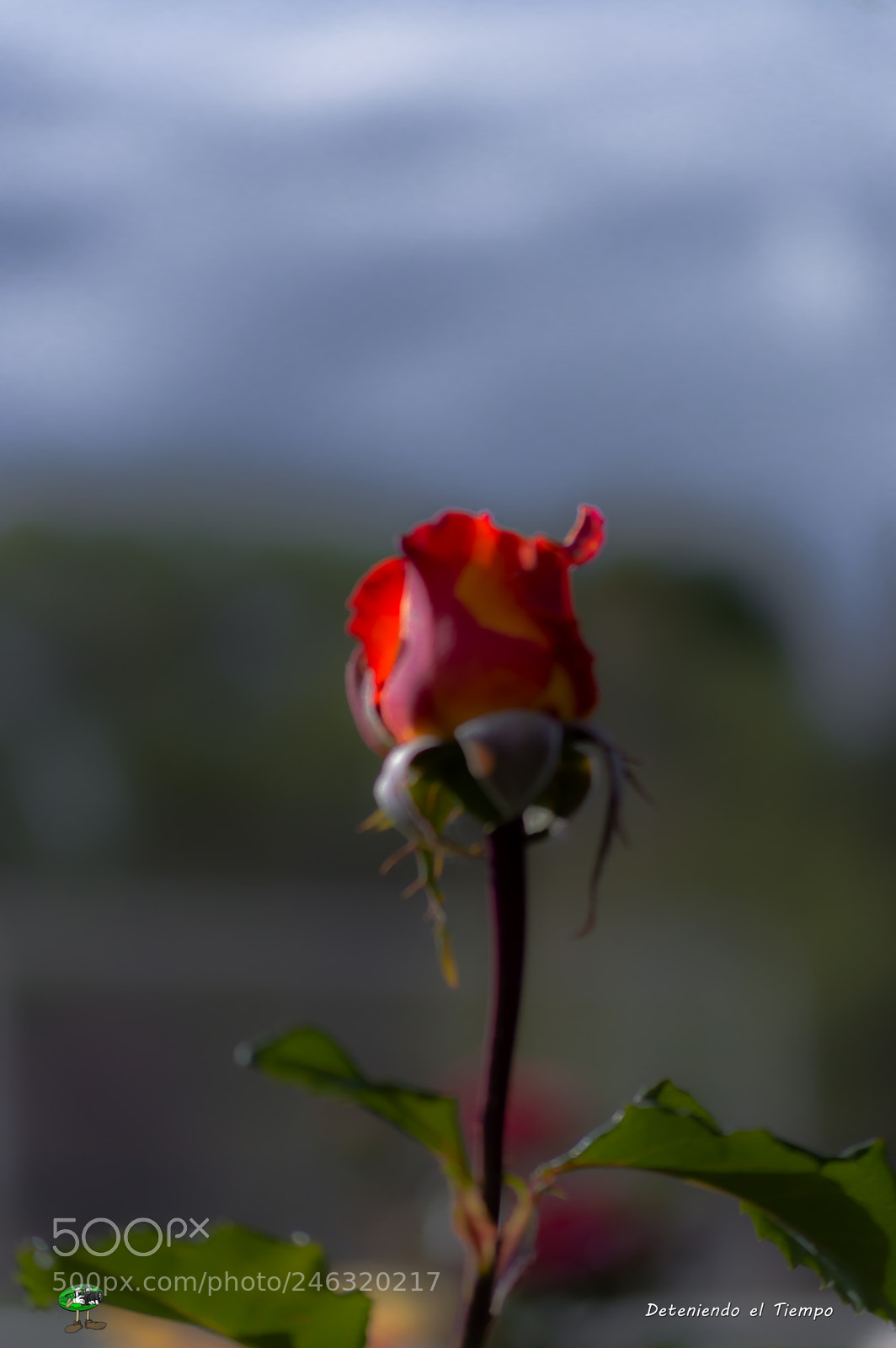 Nikon D3200 sample photo. Flores photography