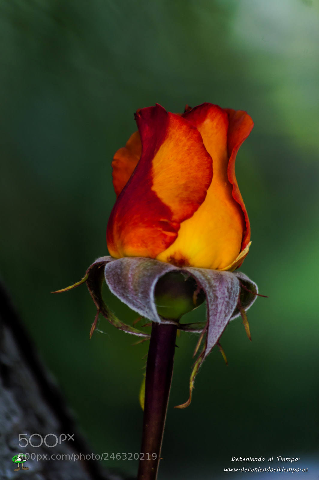 Nikon D3200 sample photo. Flores photography