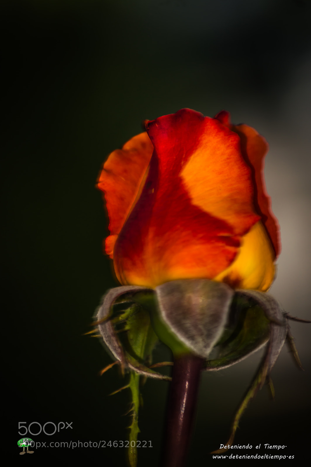 Nikon D3200 sample photo. Flores photography