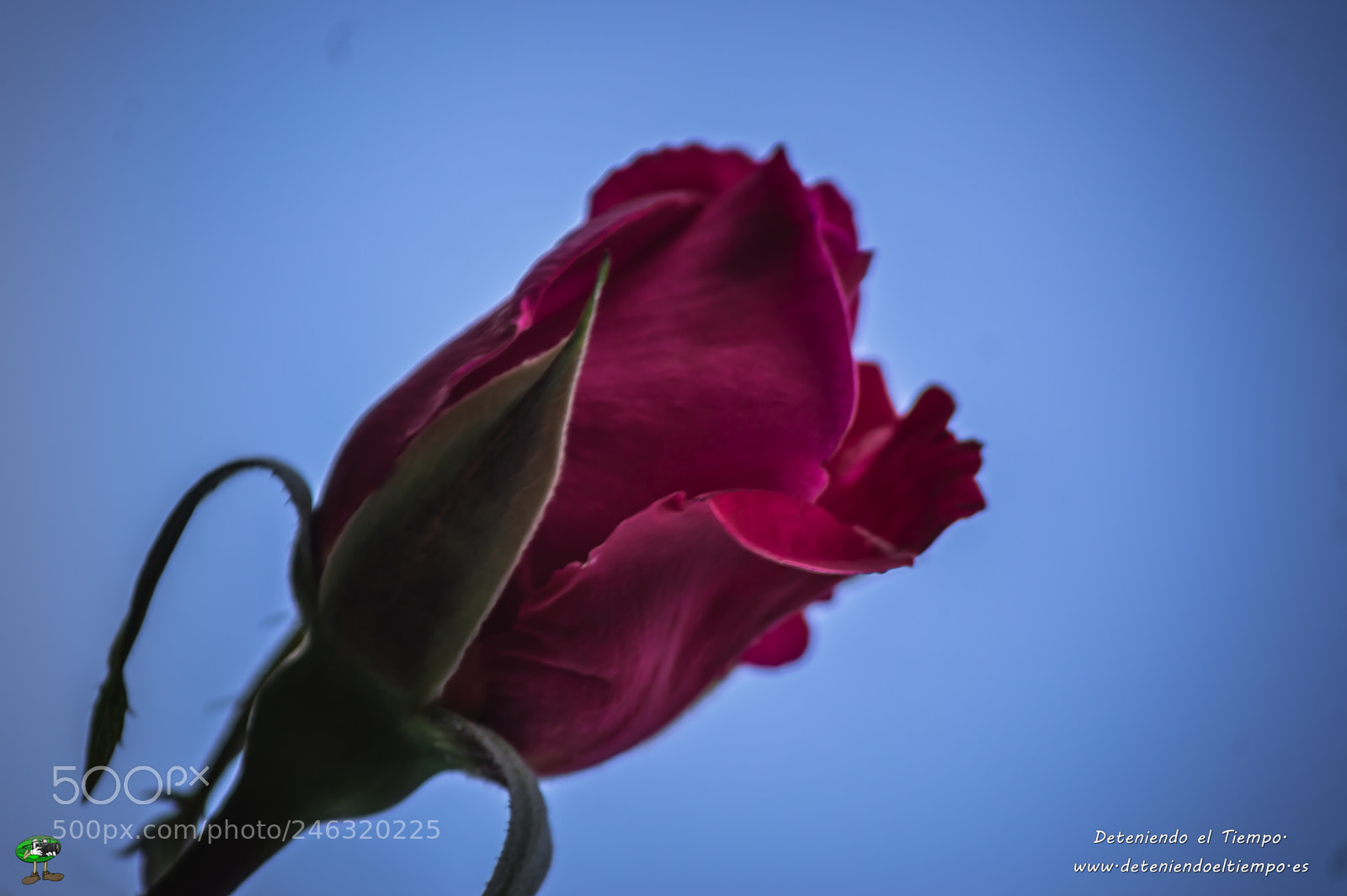 Nikon D3200 sample photo. Flores photography