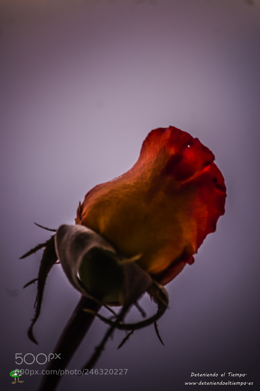 Nikon D3200 sample photo. Flores photography