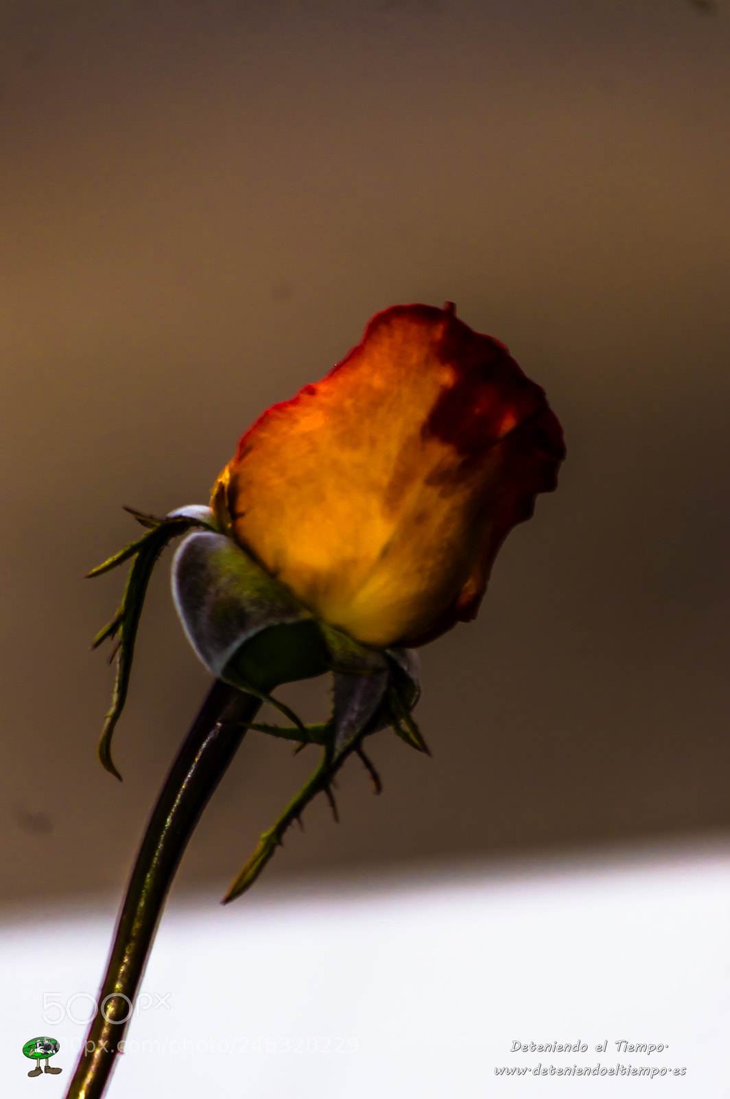 Nikon D3200 sample photo. Flores photography