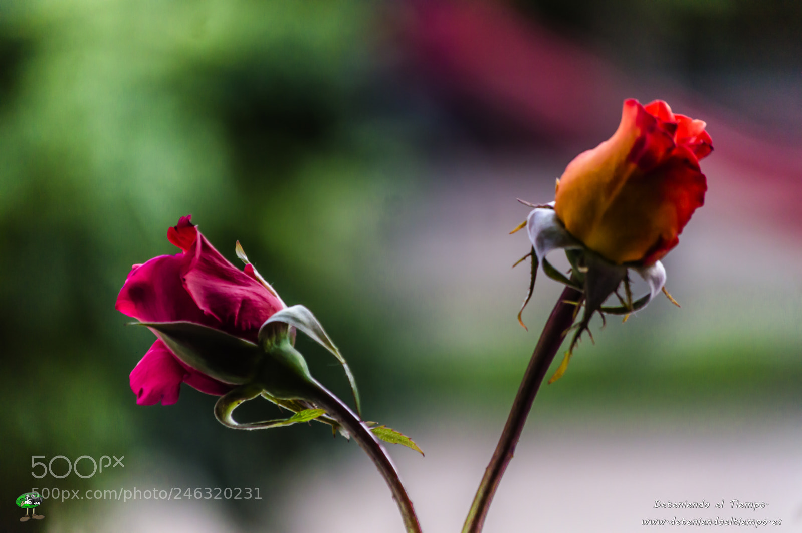 Nikon D3200 sample photo. Flores photography