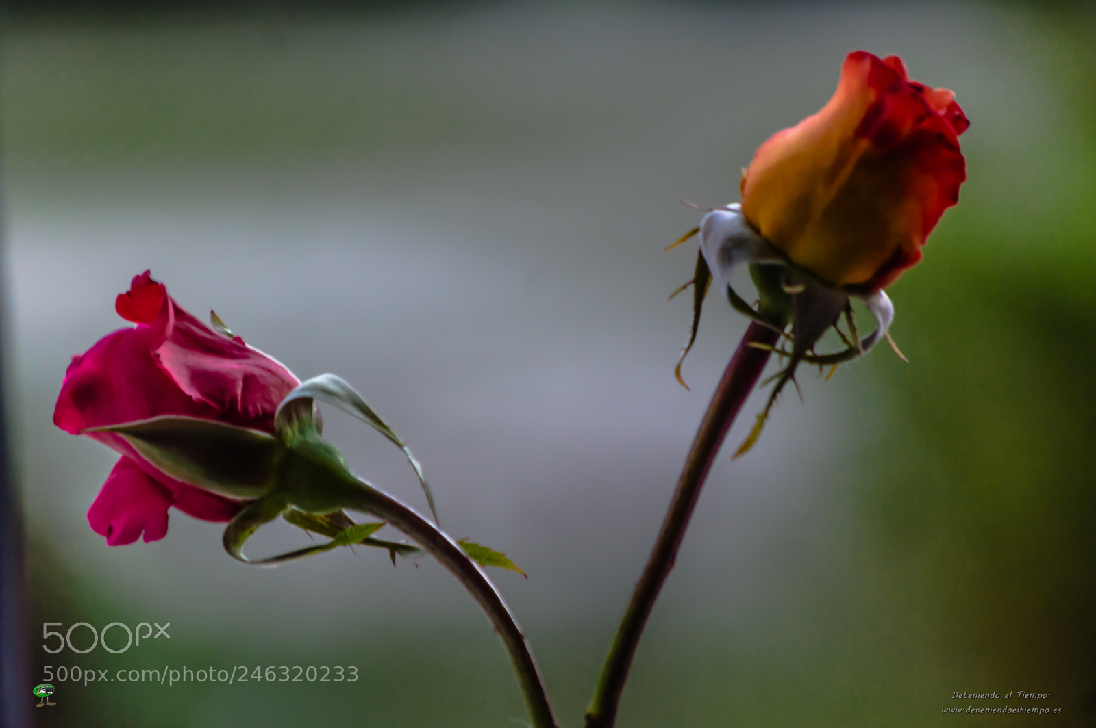 Nikon D3200 sample photo. Flores photography