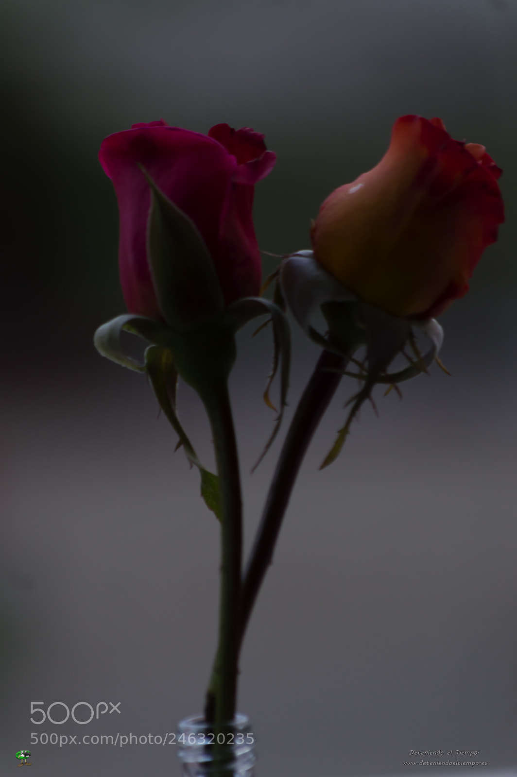 Nikon D3200 sample photo. Flores photography