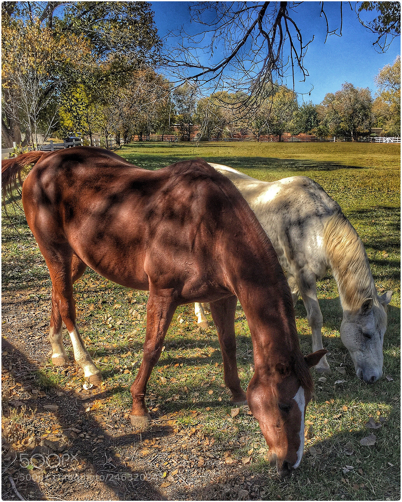 Apple iPhone 6 sample photo. Old friends photography