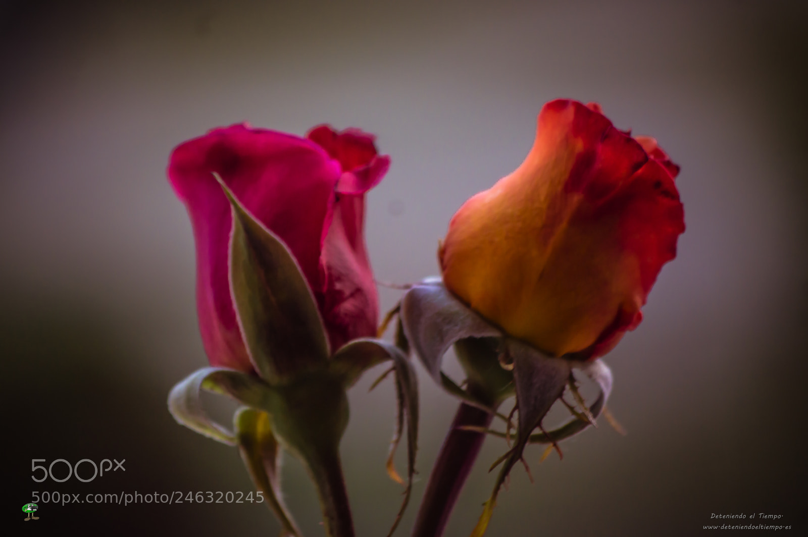 Nikon D3200 sample photo. Flores photography