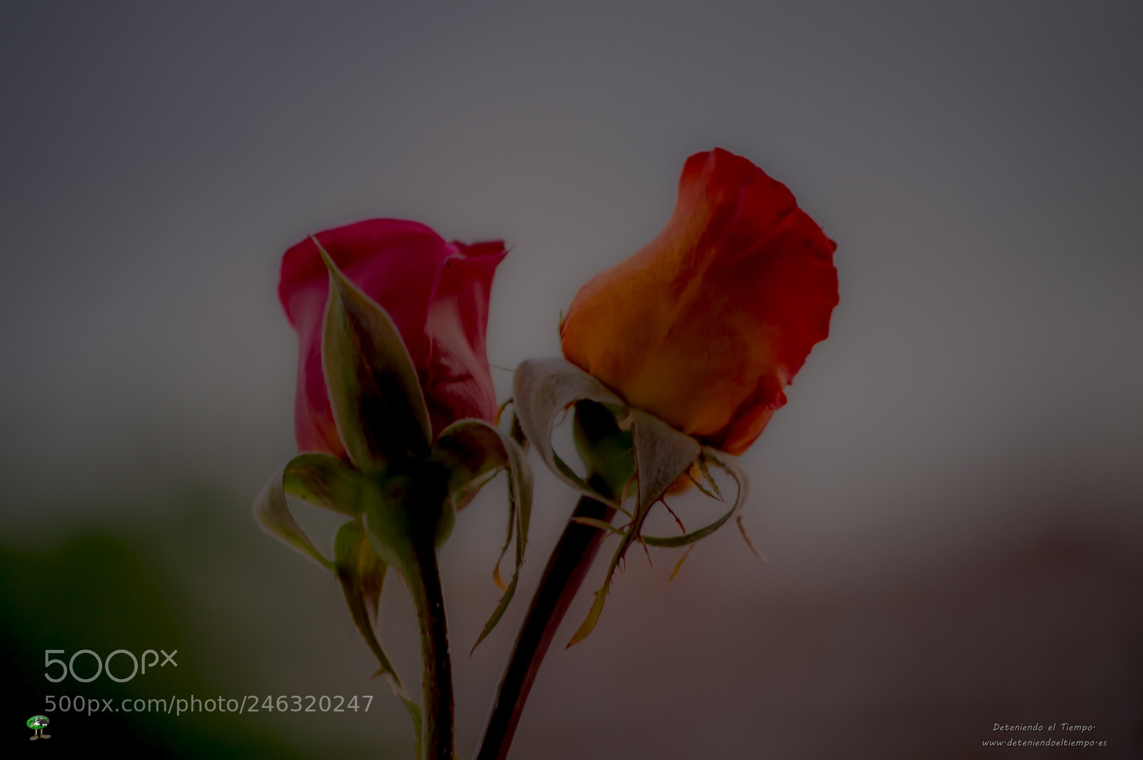 Nikon D3200 sample photo. Flores photography