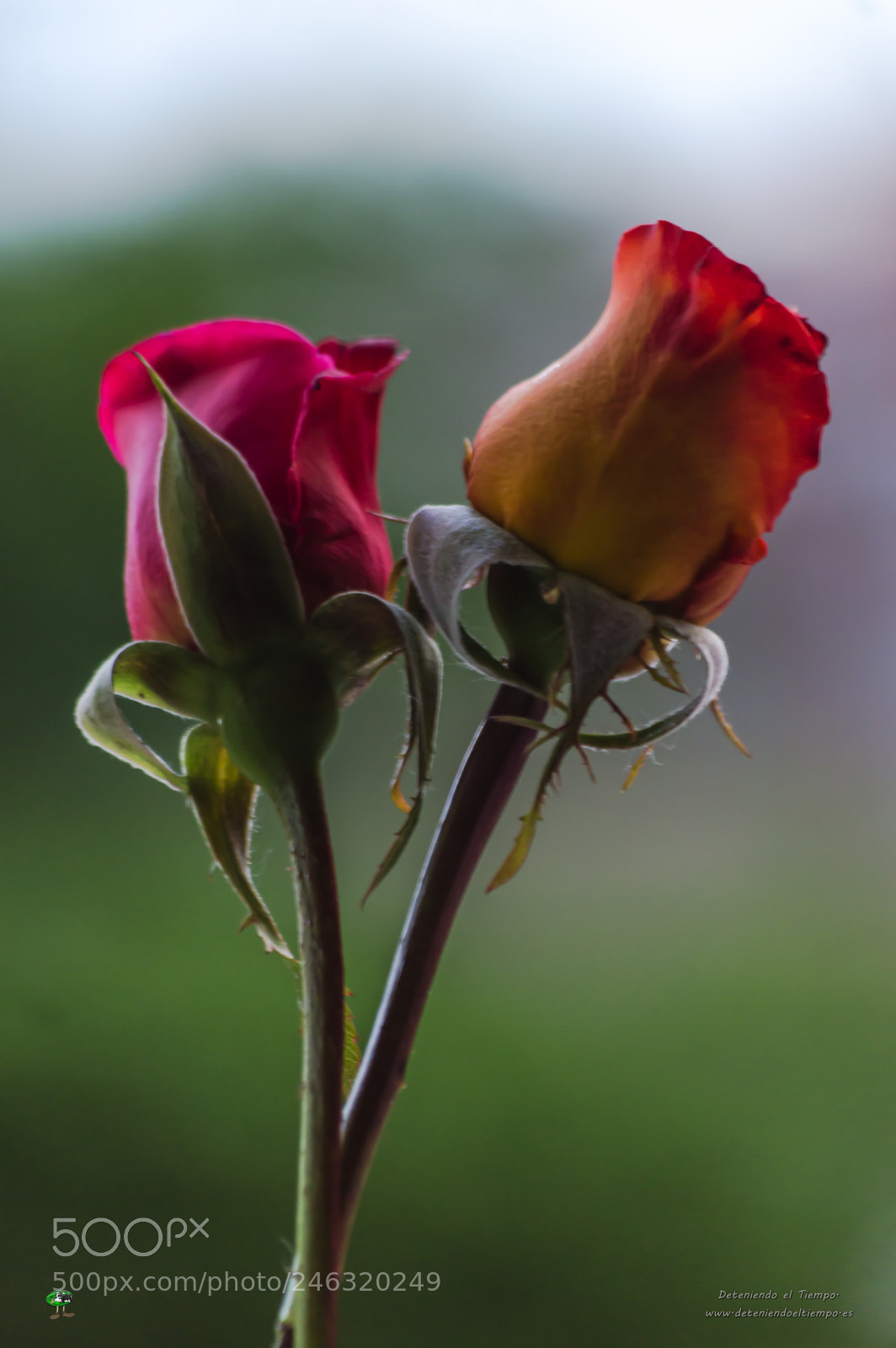 Nikon D3200 sample photo. Flores photography
