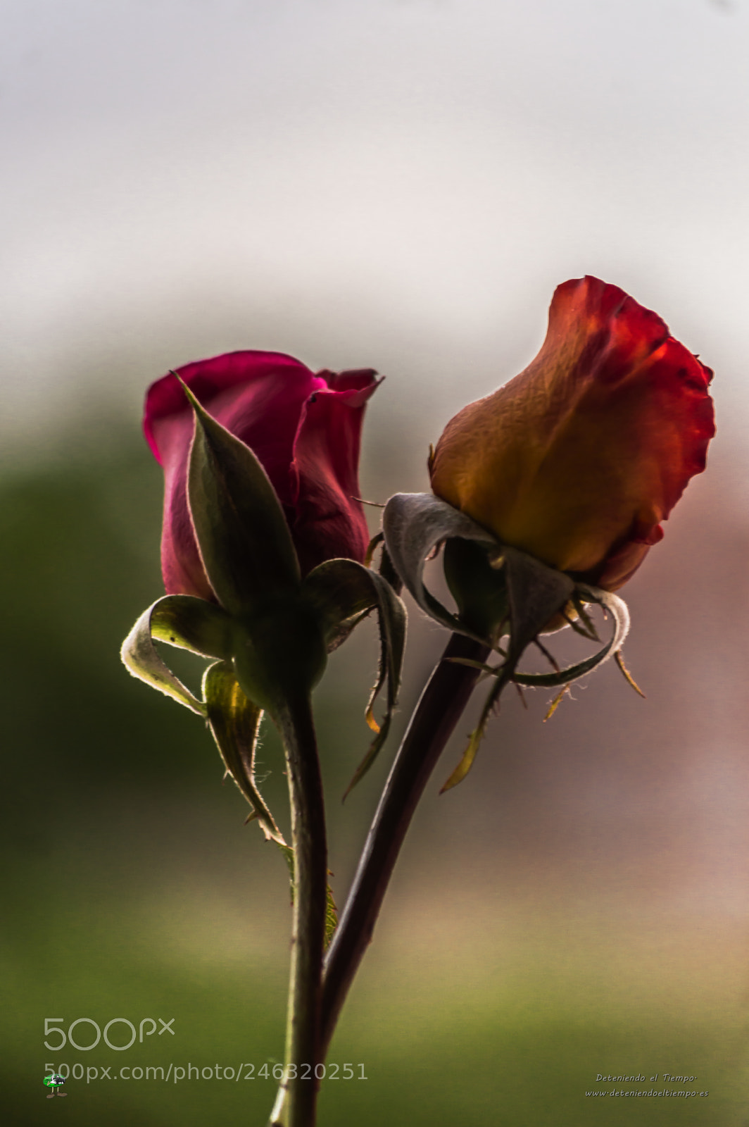 Nikon D3200 sample photo. Flores photography