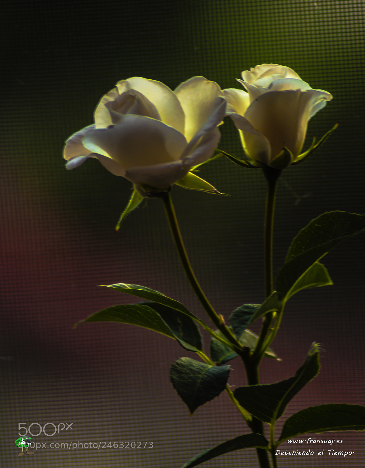 Nikon D3200 sample photo. Flores photography