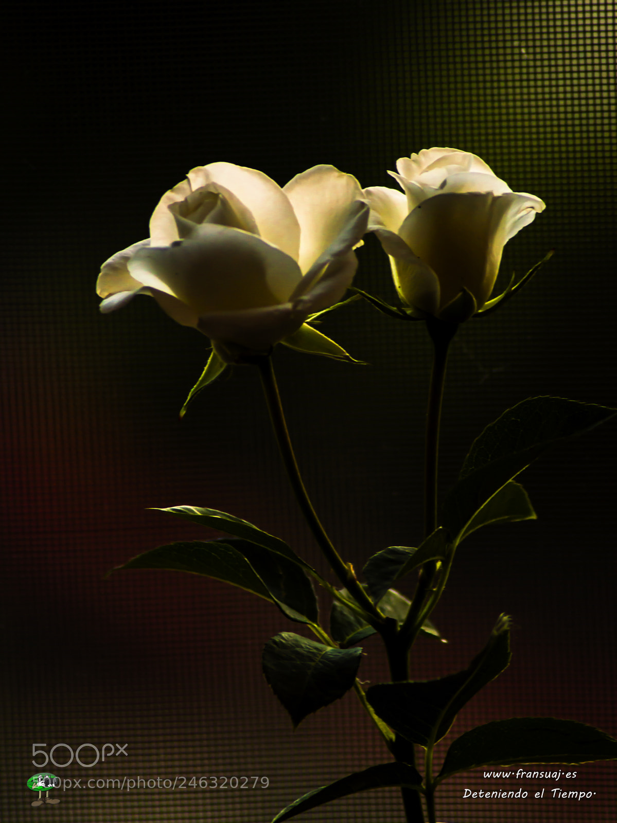 Nikon D3200 sample photo. Flores photography