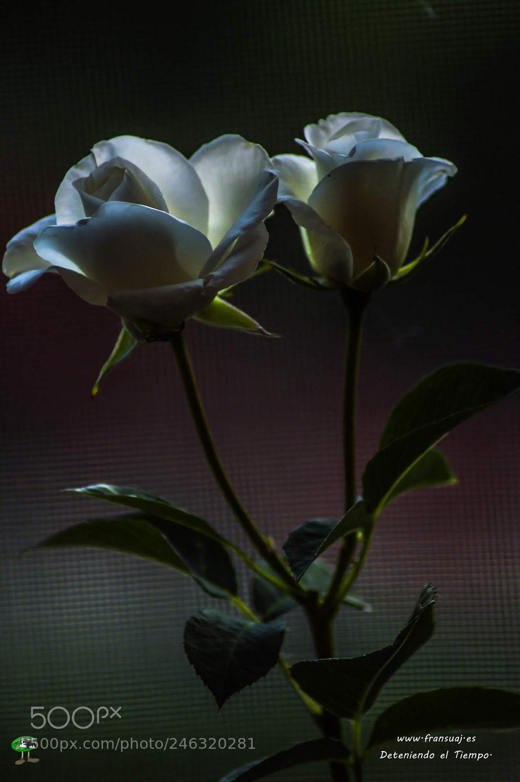 Nikon D3200 sample photo. Flores photography