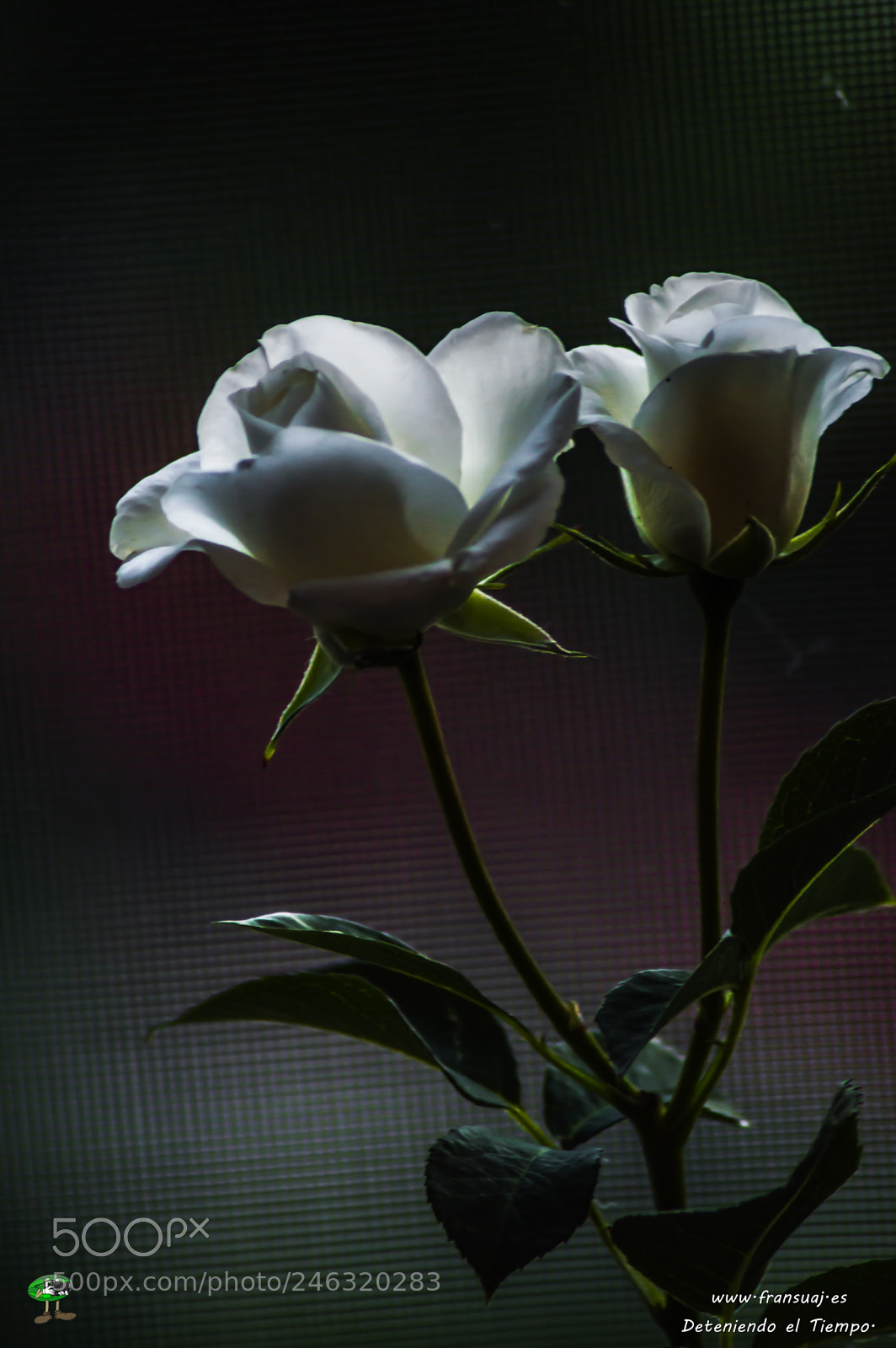 Nikon D3200 sample photo. Flores photography