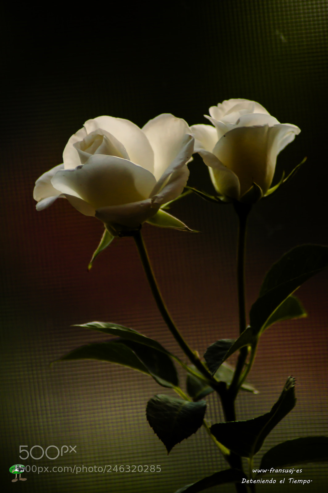 Nikon D3200 sample photo. Flores photography