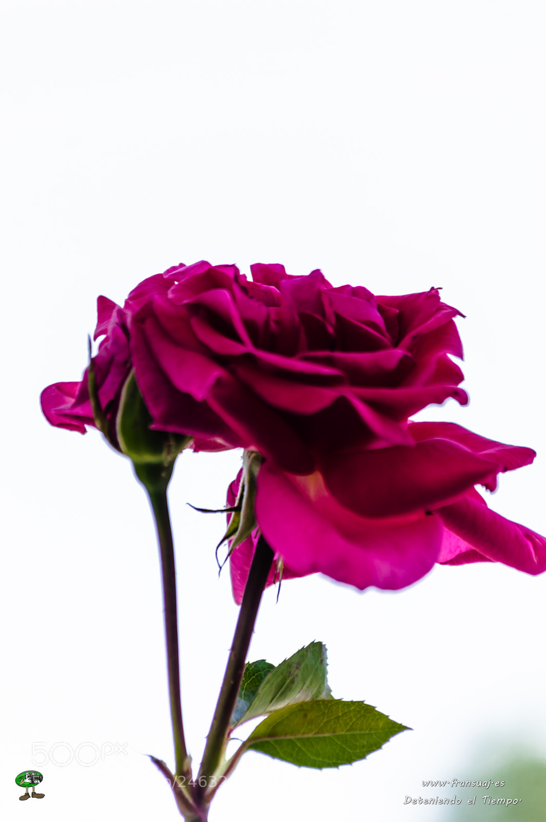 Nikon D3200 sample photo. Flores photography