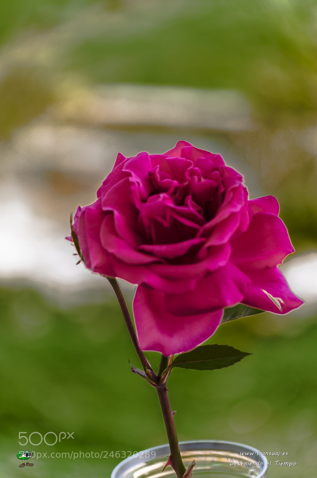 Nikon D3200 sample photo. Flores photography