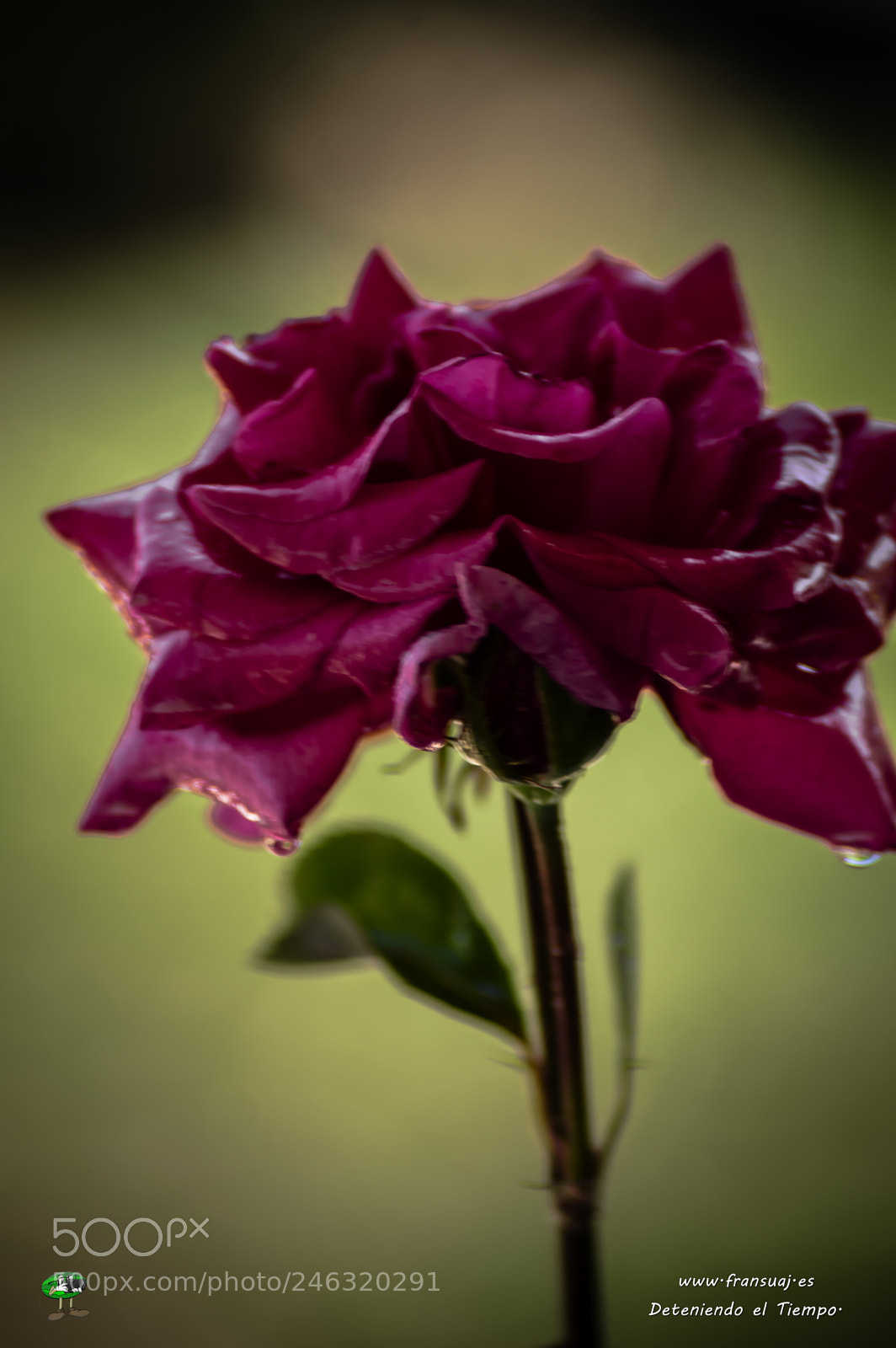 Nikon D3200 sample photo. Flores photography