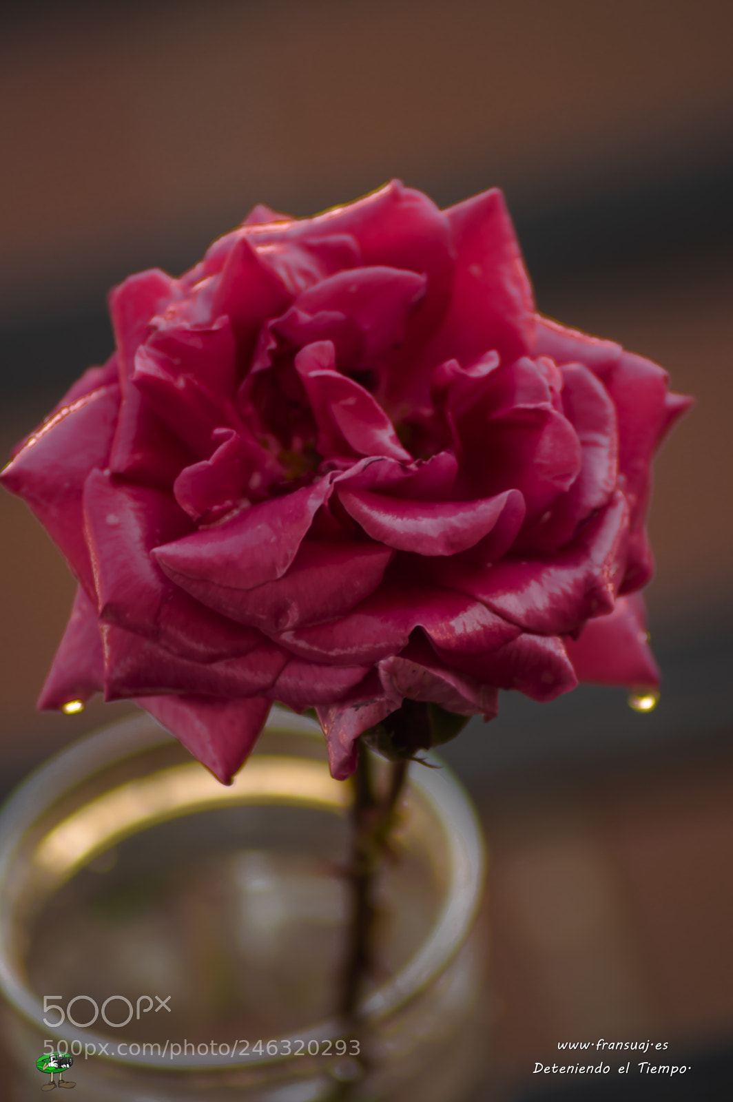 Nikon D3200 sample photo. Flores photography